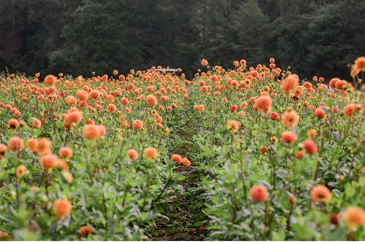 Autumn Dahlia Tuber Collection