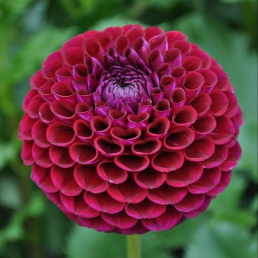 Autumn Dahlia Tuber Collection