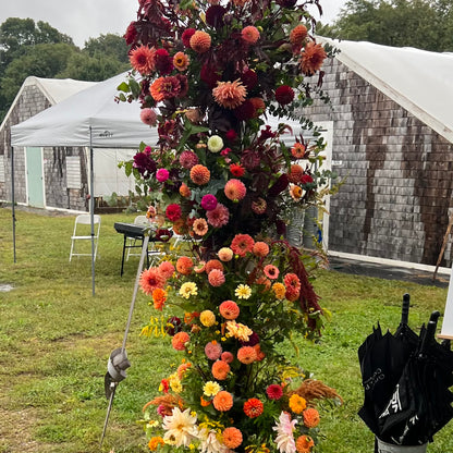 Autumn Dahlia Tuber Collection