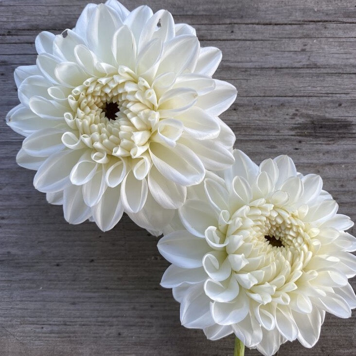 Blizzard Dahlia Tuber *NEW*