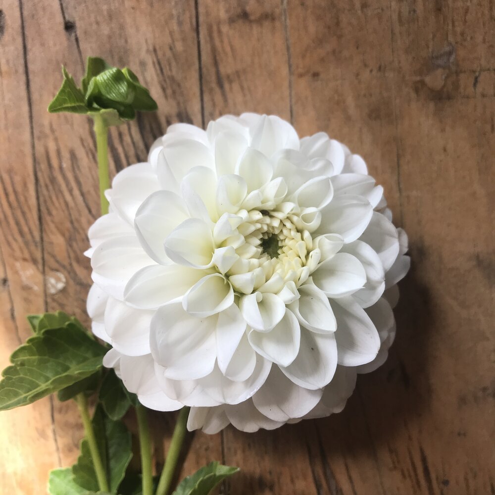 Citrus Dahlia Tuber Collection