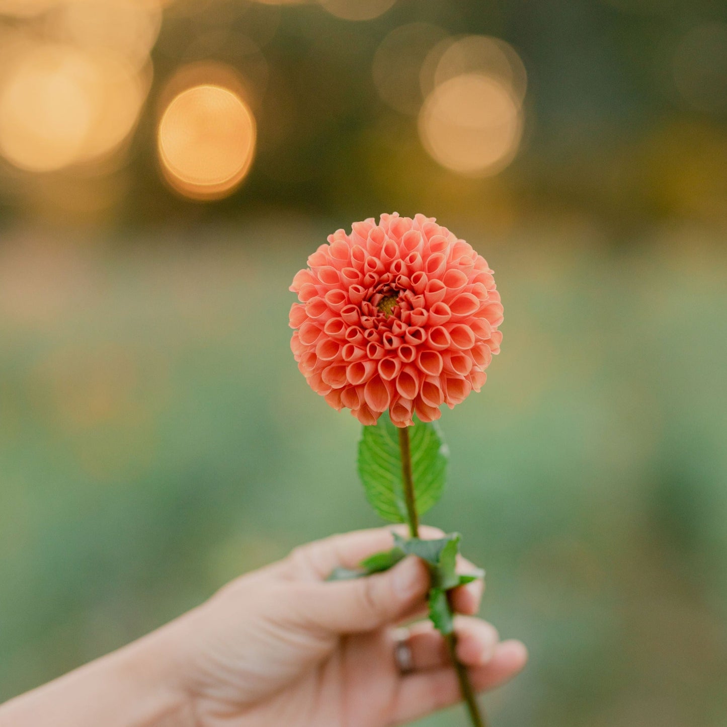 Autumn Dahlia Tuber Collection