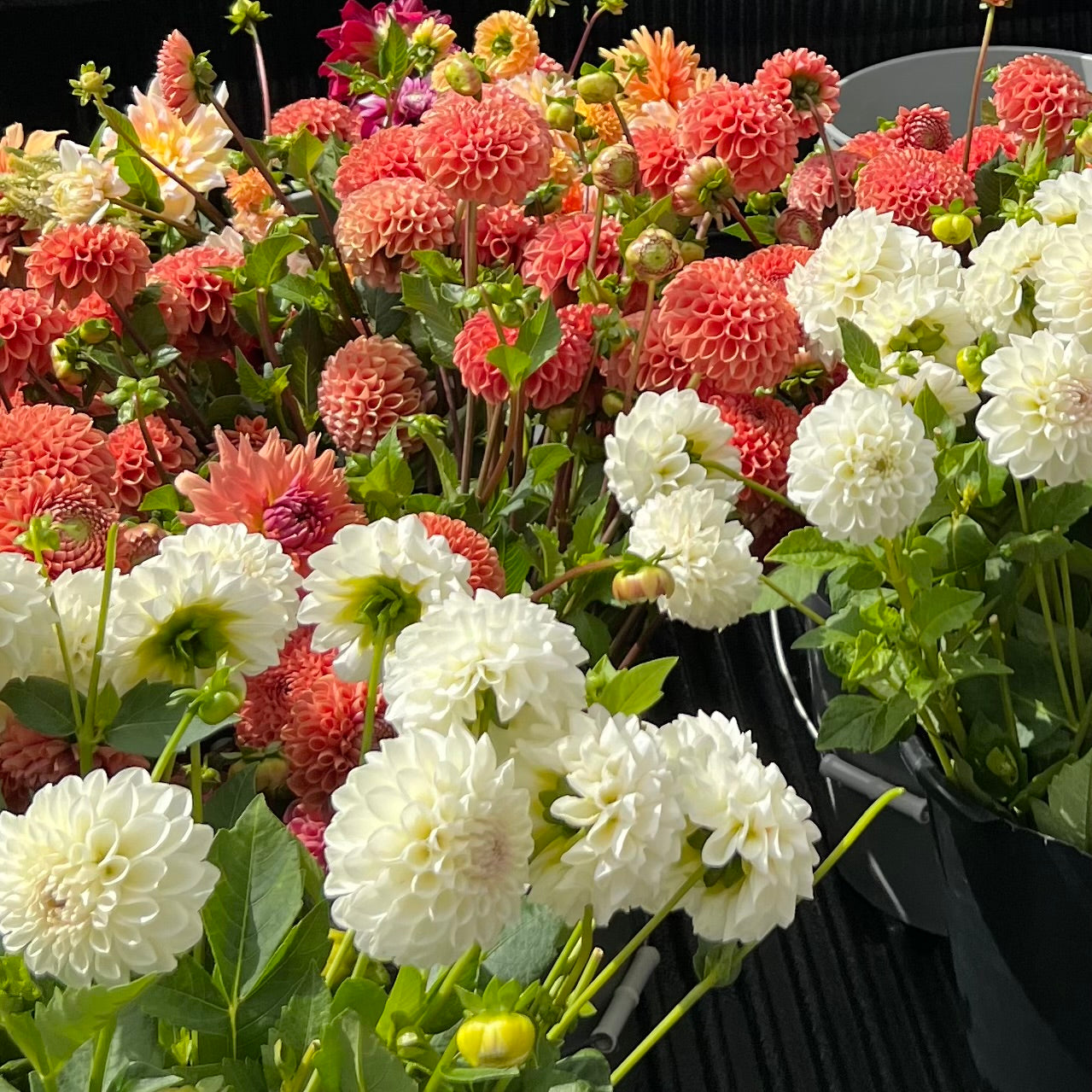 Citrus Dahlia Tuber Collection