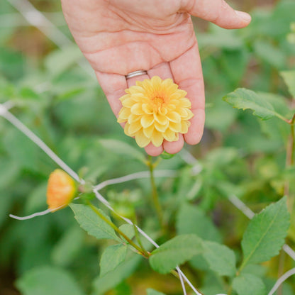 Citrus Dahlia Tuber Collection