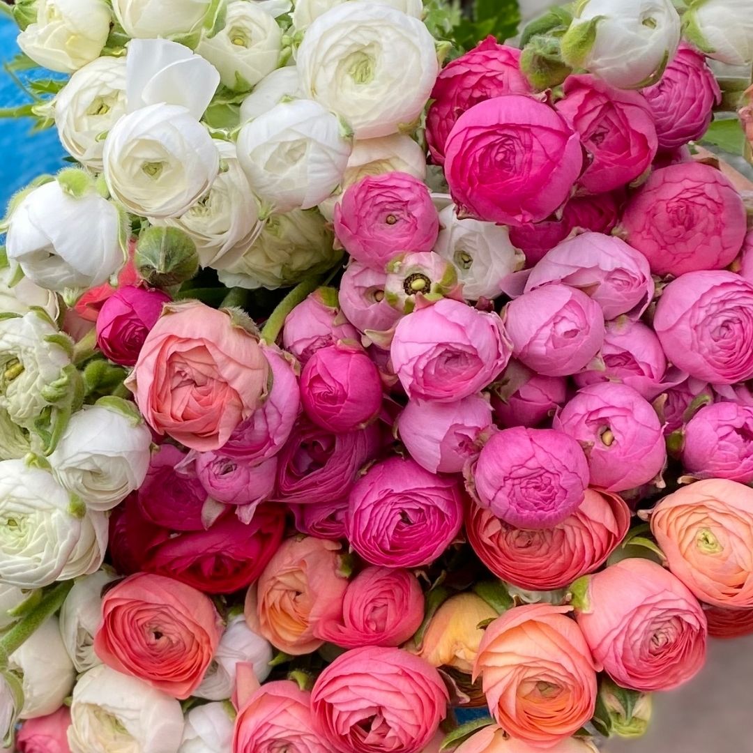 CSA Ranunculus + Peony Flower Share