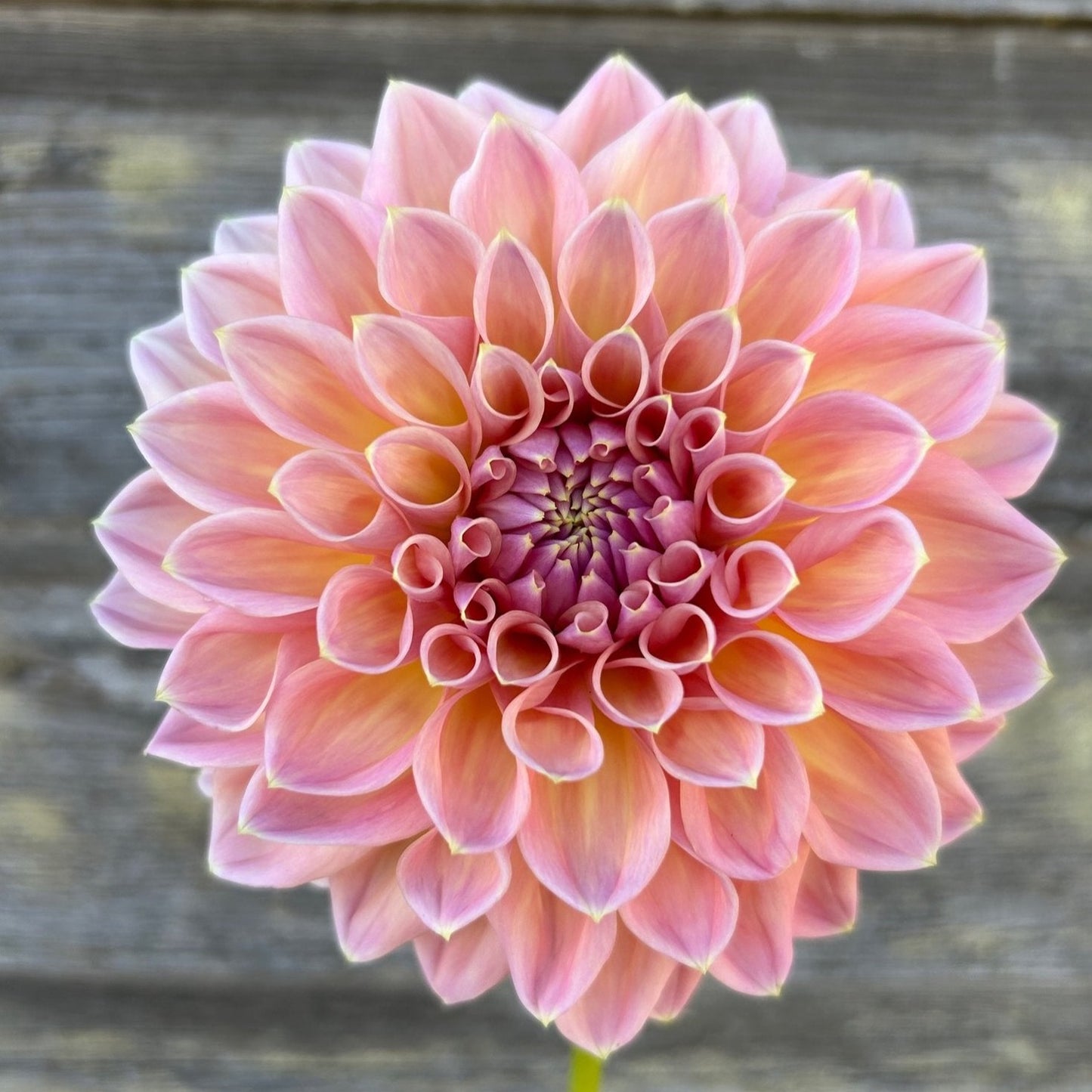 Castle Drive Dahlia Tuber *NEW*