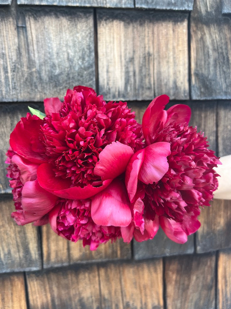 Cut Your Own Peonies