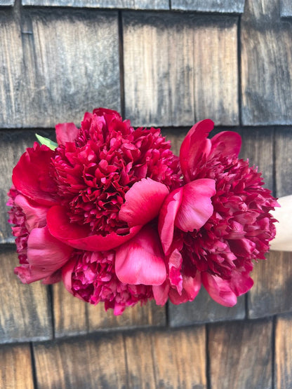 Cut Your Own Peonies