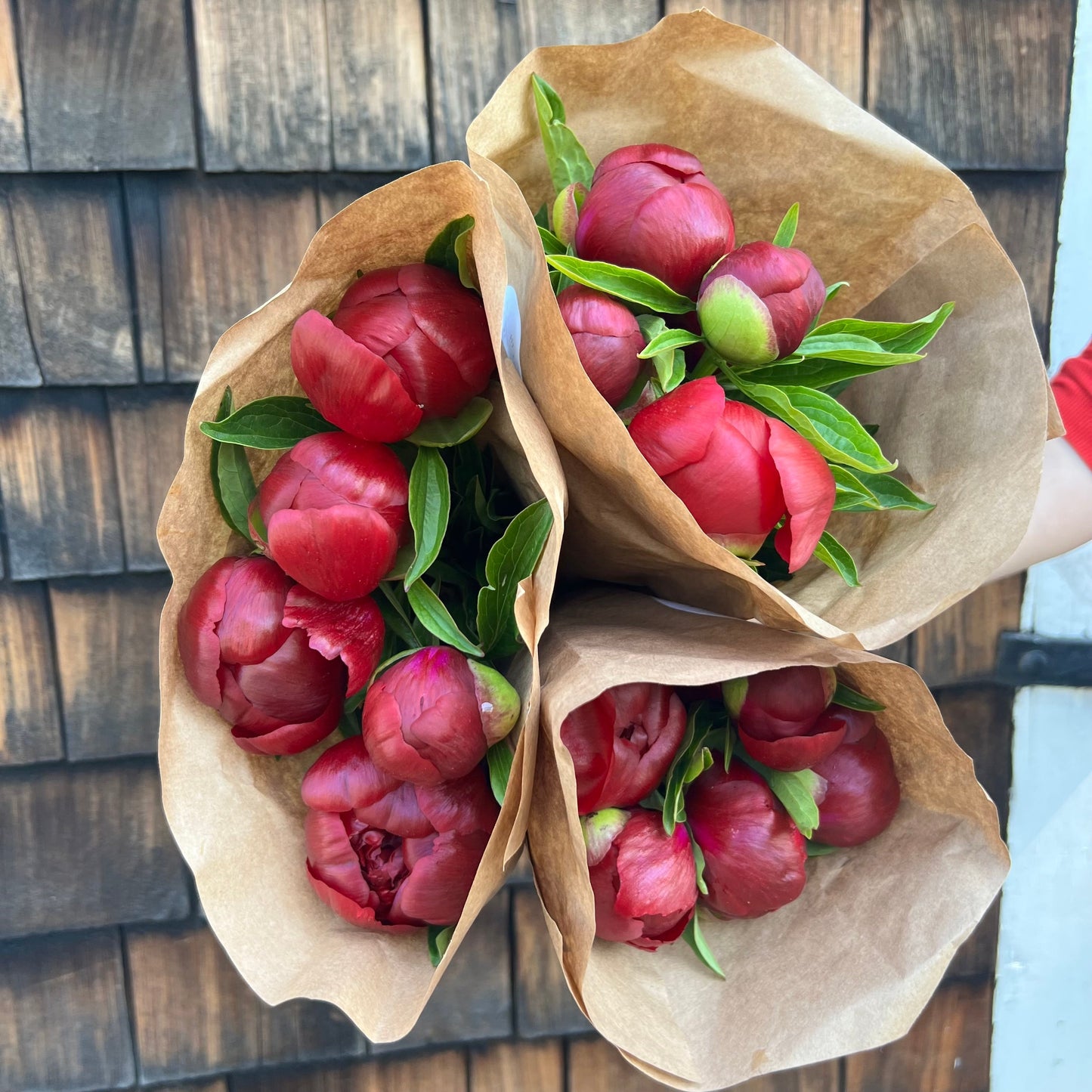 Cut Your Own Peonies