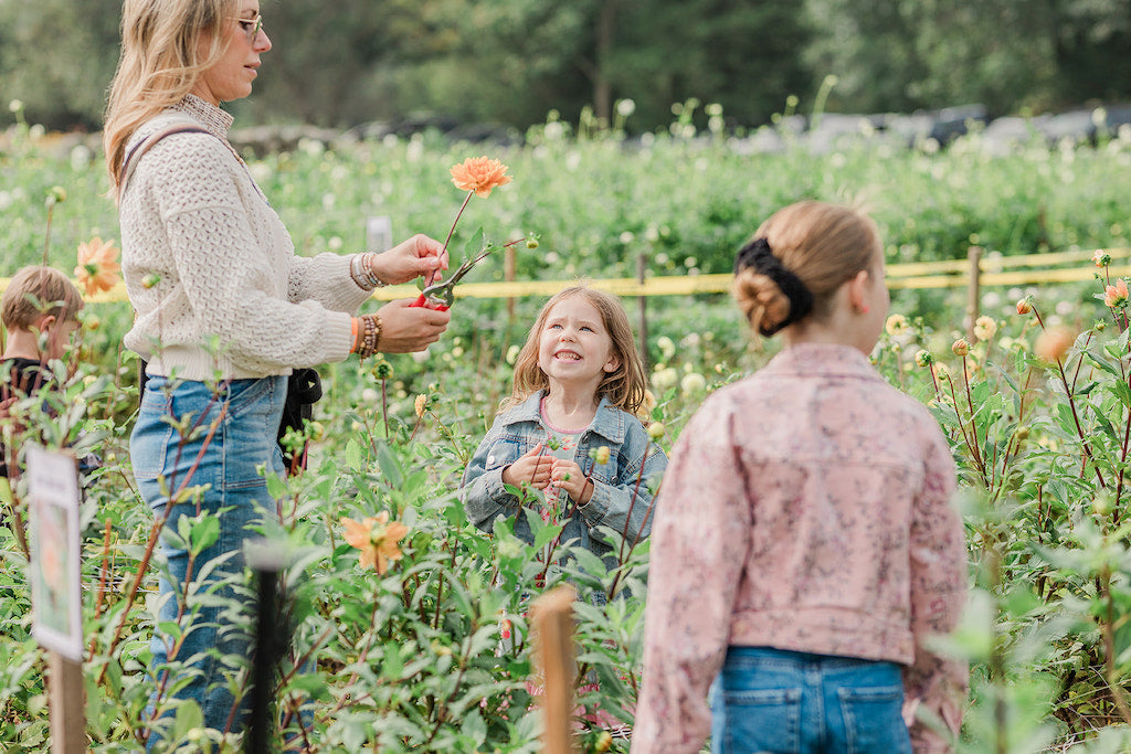 Cut Your Own Dahlias - Sun Oct 20th