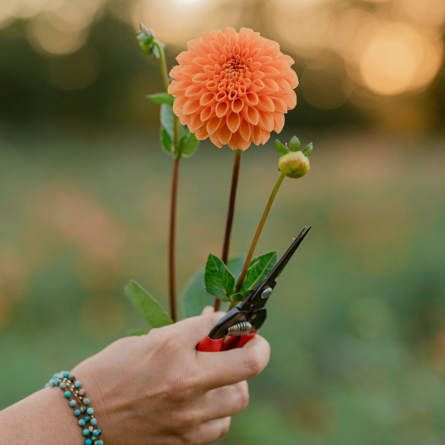 Orange Sylvia (Maarn) Dahlia Tuber - BULK