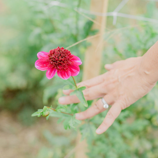 Rockstar Dahlia Tuber - BULK