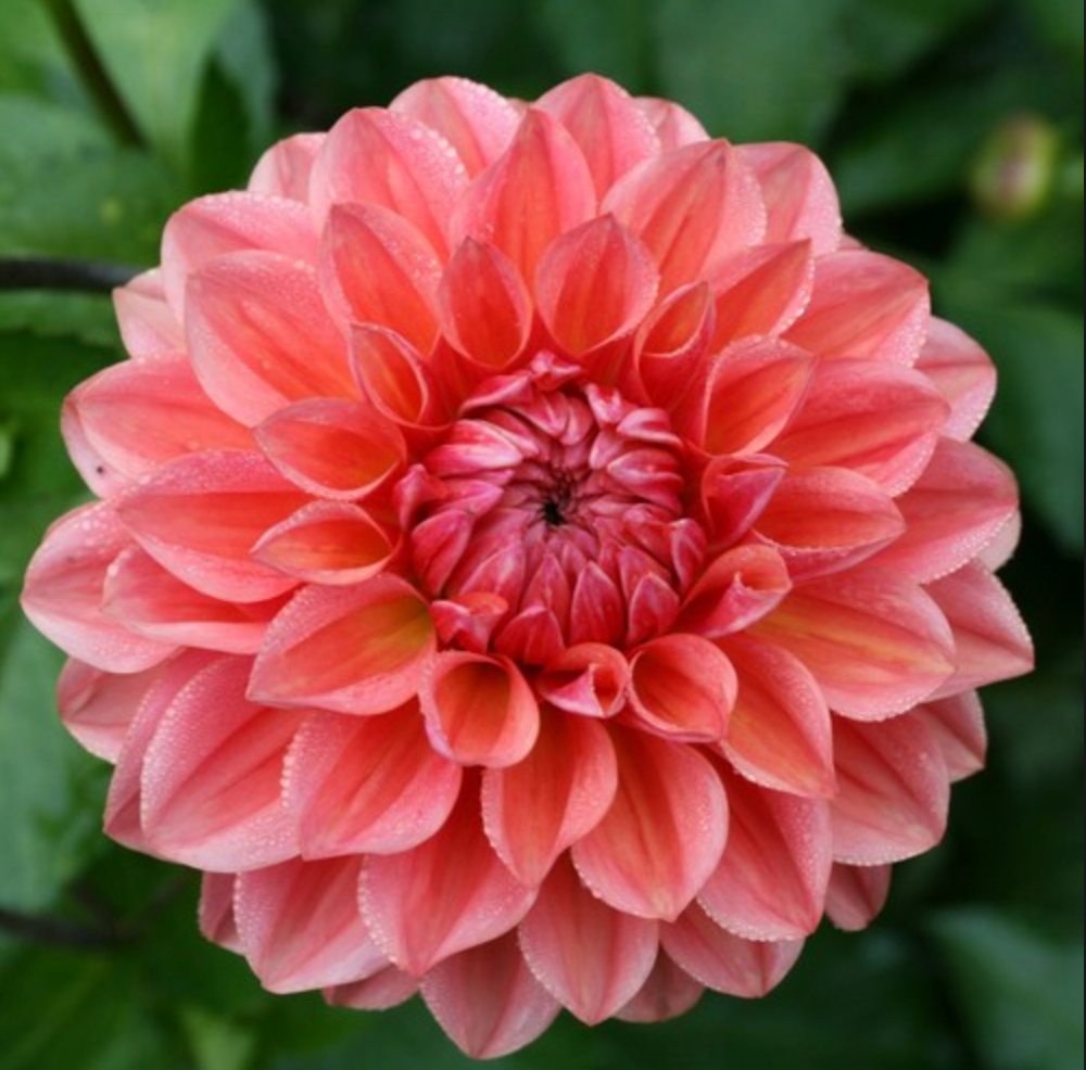 Connecticut Coral Dahlia Tuber *NEW*