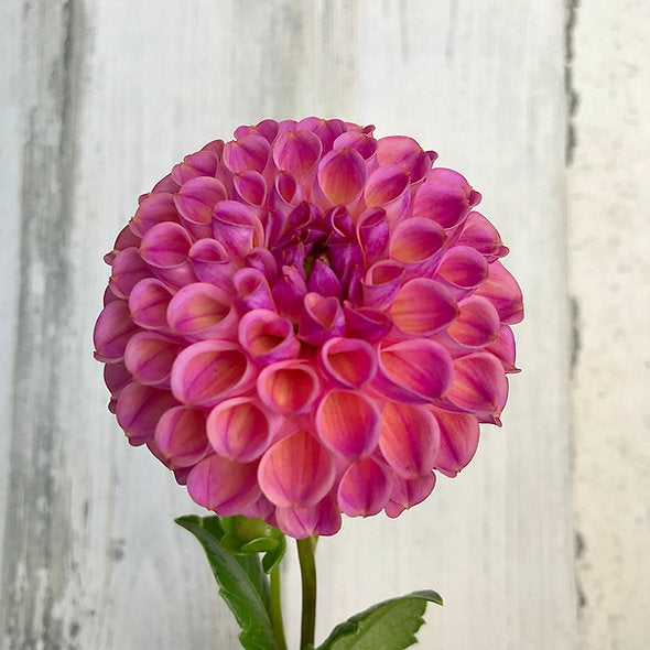 Isabel Dahlia Tuber *NEW*