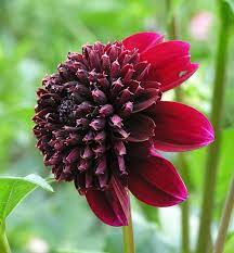 Rockstar Dahlia Tuber - BULK