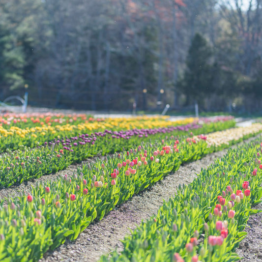 Pick Your Own Tulips