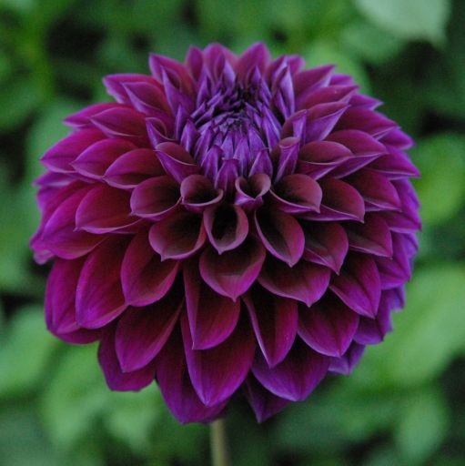 Diva Dahlia Tuber