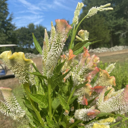 Celosia Bunch