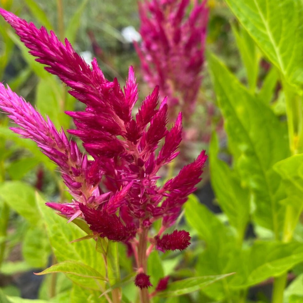 Celosia Bunch