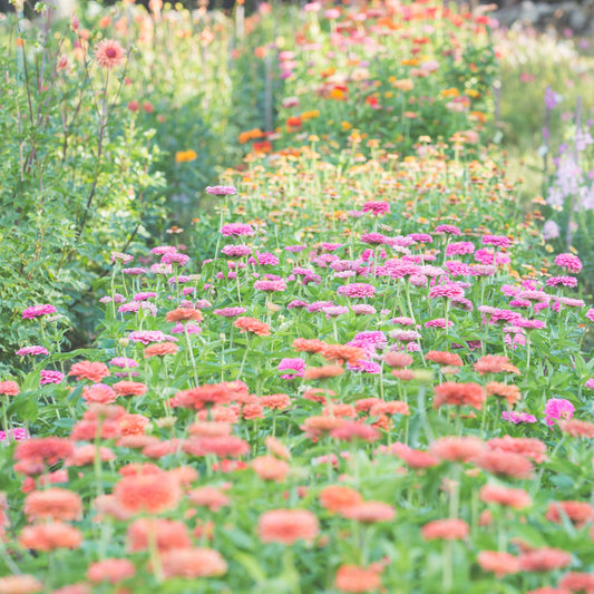 High Summer Cutting Garden Kit