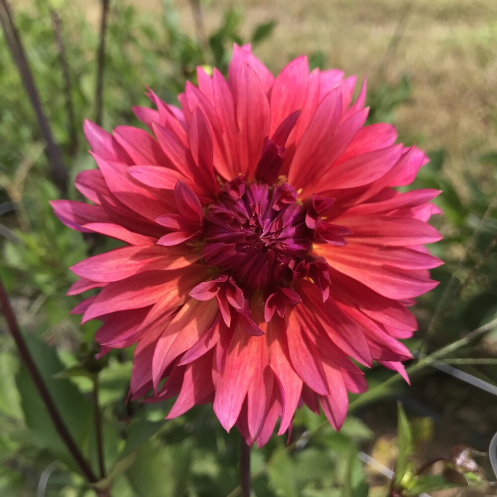 Sonic Bloom Dahlia