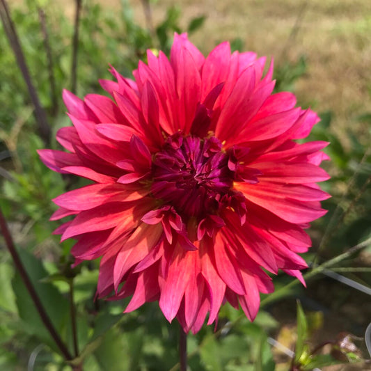 Sonic Bloom Dahlia