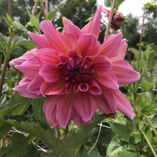 Otto's Thrill Dahlia