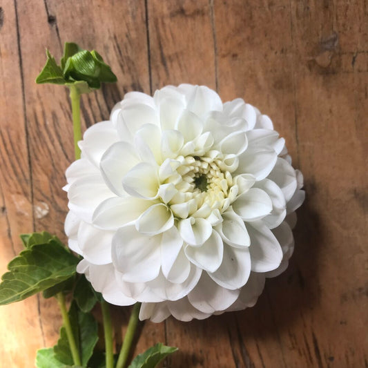 Boom Boom White Dahlia