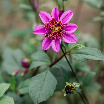 Dad's Favorite Dahlia Tuber