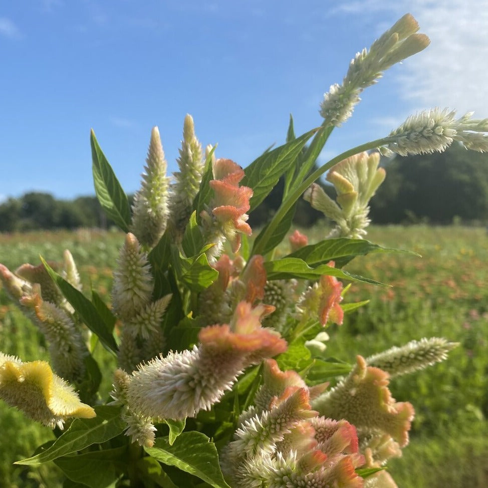 Celosia Bunch