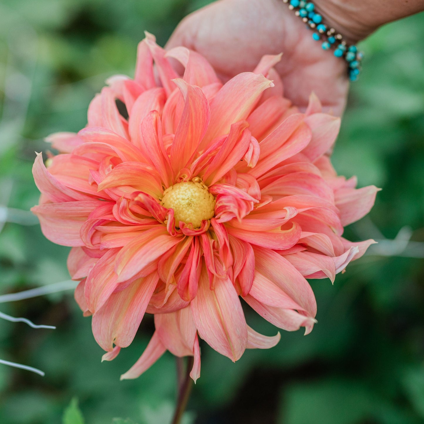 Fairway Spur Dahlia Tuber