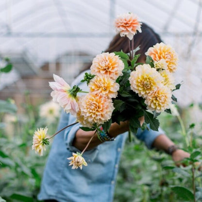 Grow Your Own Dahlias Workshop