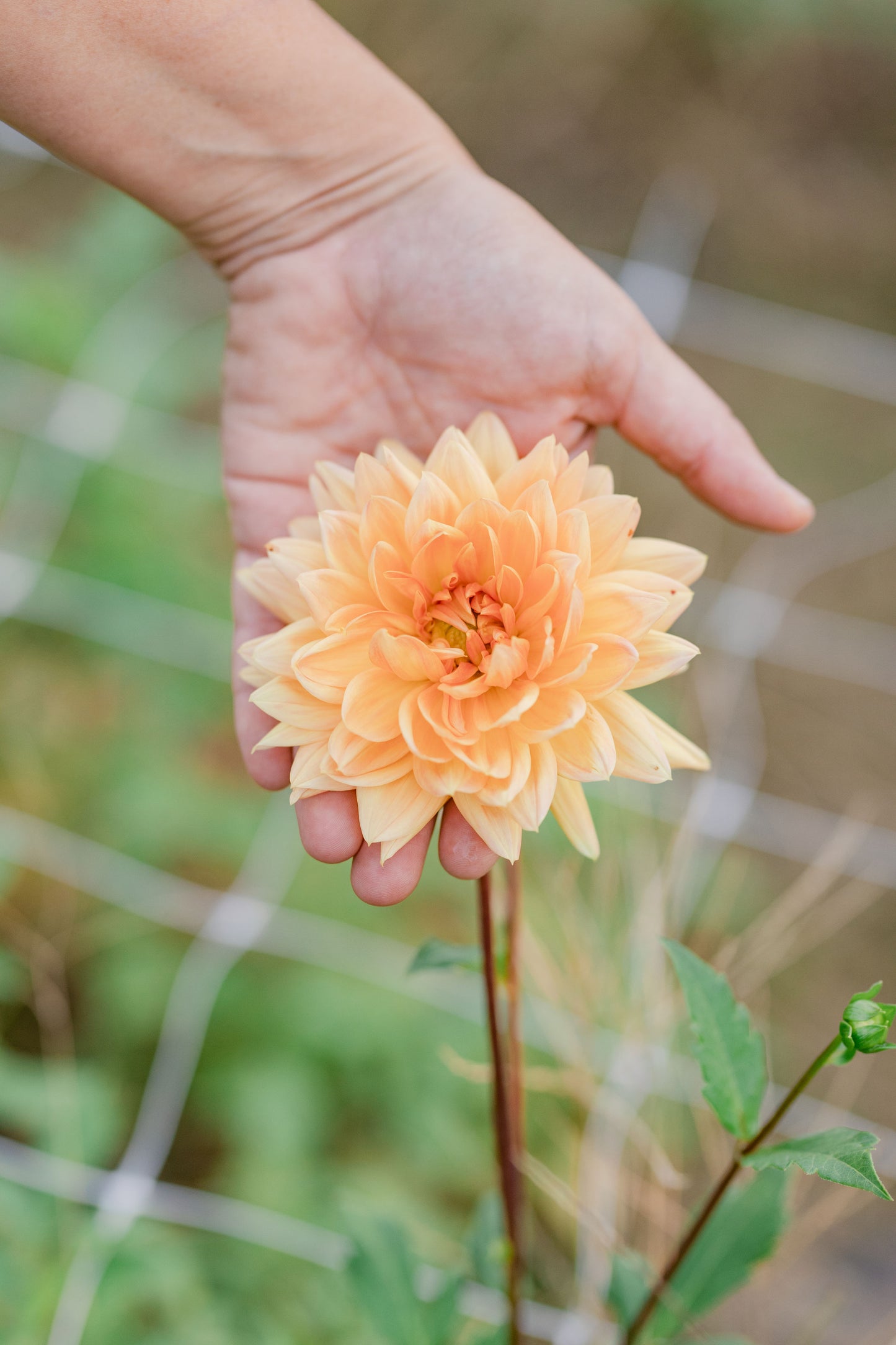 Hamari Gold Dahlia Tuber