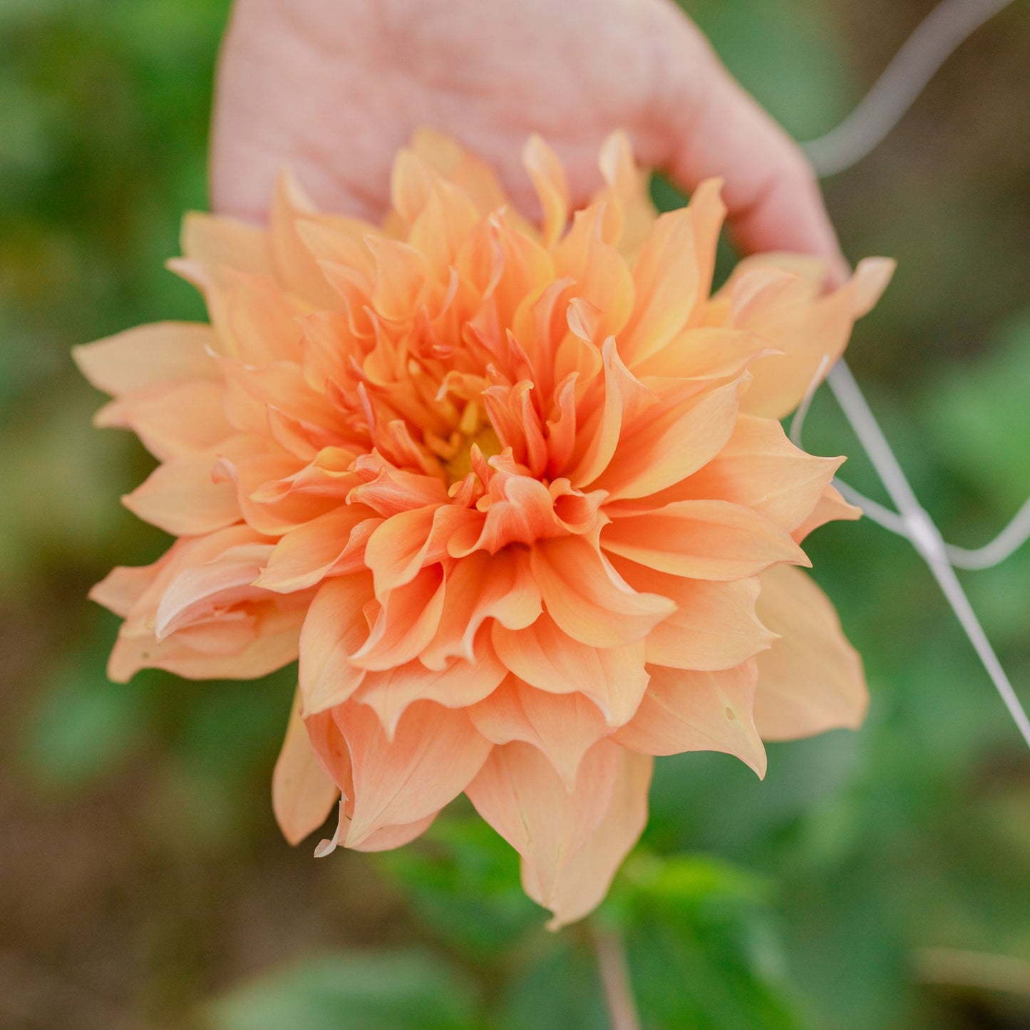 Hamari Gold Dahlia Tuber