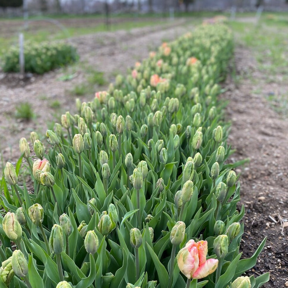 Apricot Parrot Tulip