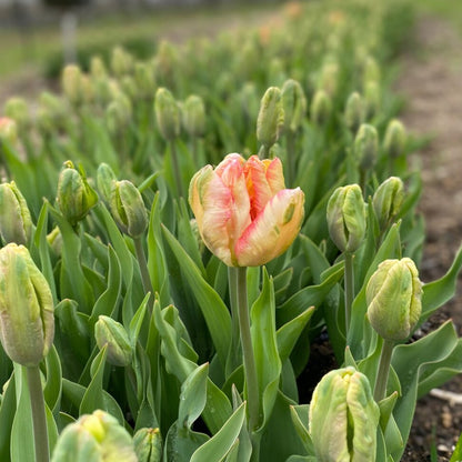 Apricot Parrot Tulip