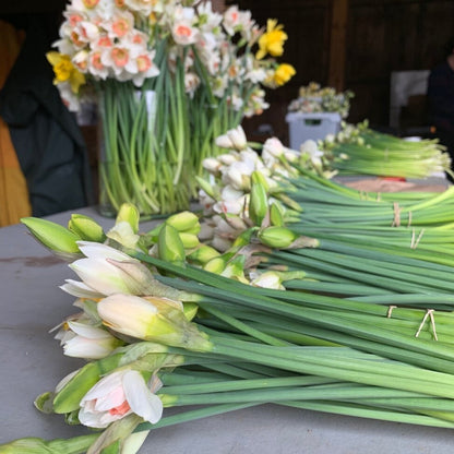 White Lion Daffodil