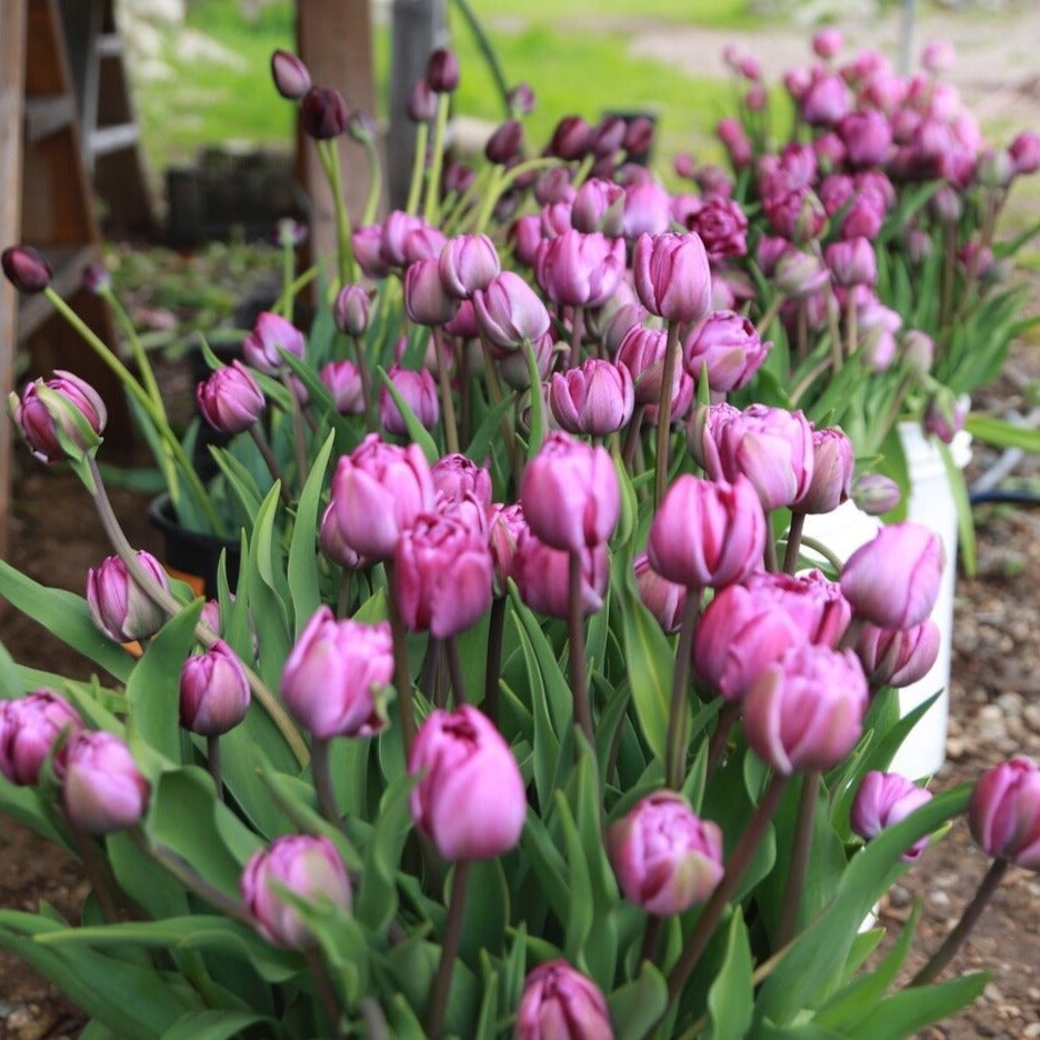 Blue Diamond Tulip