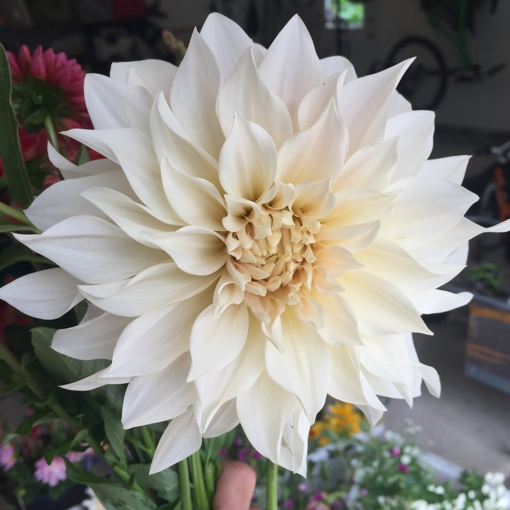 Cafe au Lait Dahlia