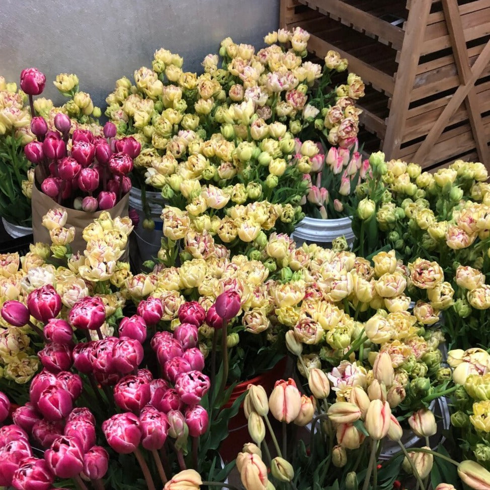 Impression Mix Tulip