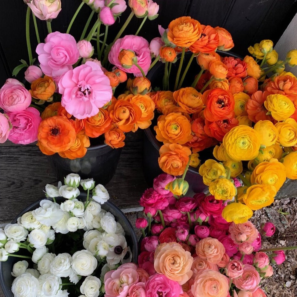 Giallo Italian Ranunculus