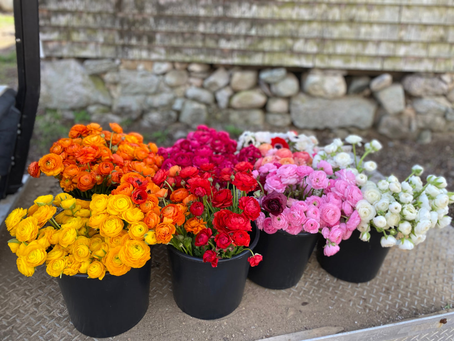 CSA Ranunculus + Peony Flower Share