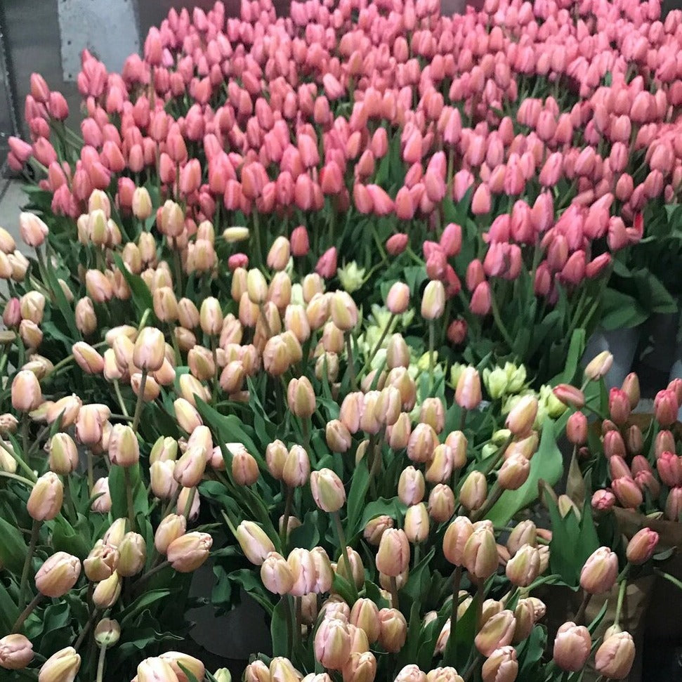 Impression Mix Tulip