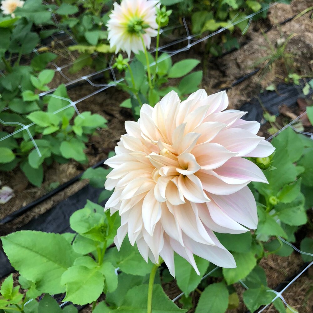 Cafe au Lait Dahlia