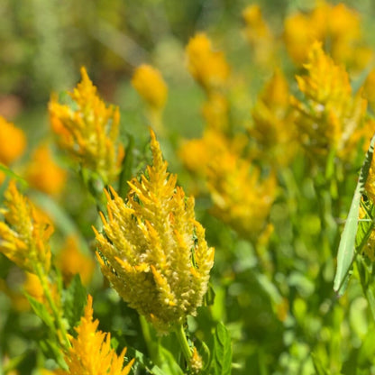 Celosia Bunch