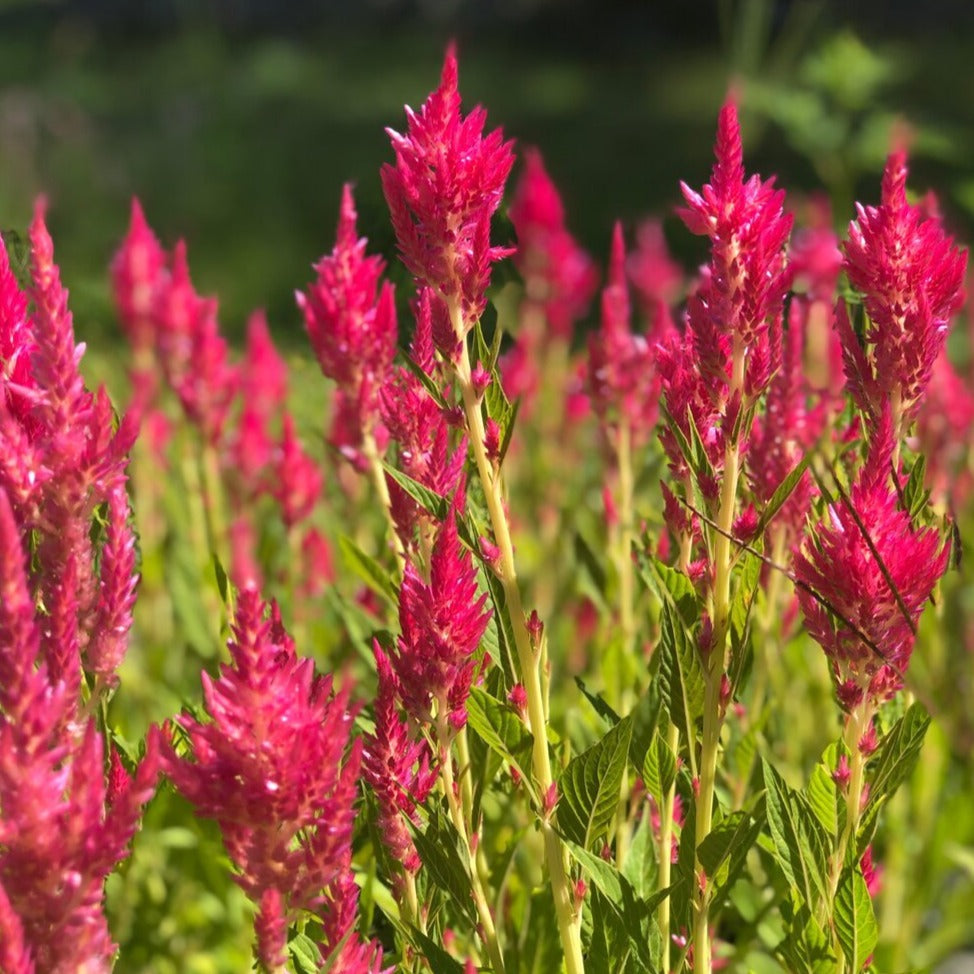 Celosia Bunch