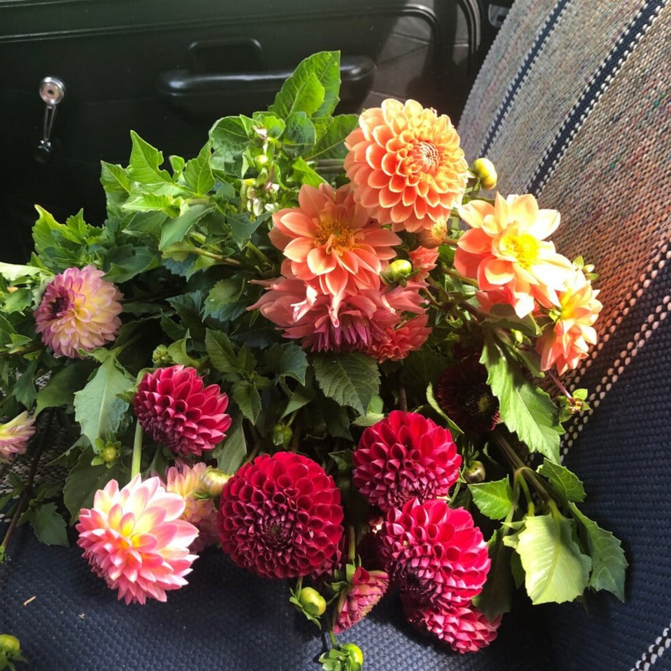 Dahlia Bunch