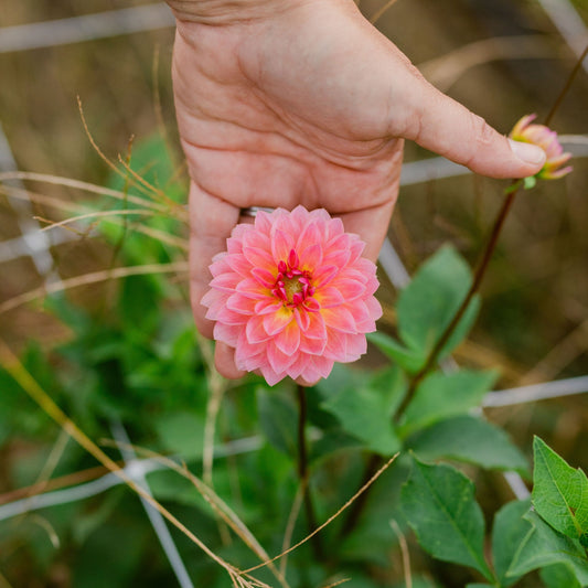 Jitterbug Dahlia Tuber