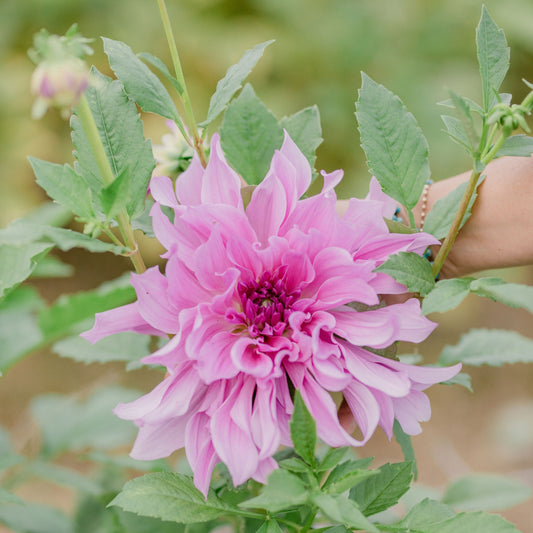 Lavender Ruffles Dahlia Tuber