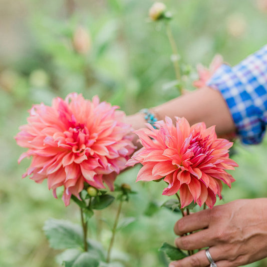 Penhill Watermelon Dahlia Tuber